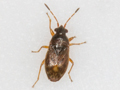 Stygnocoris sabulosus